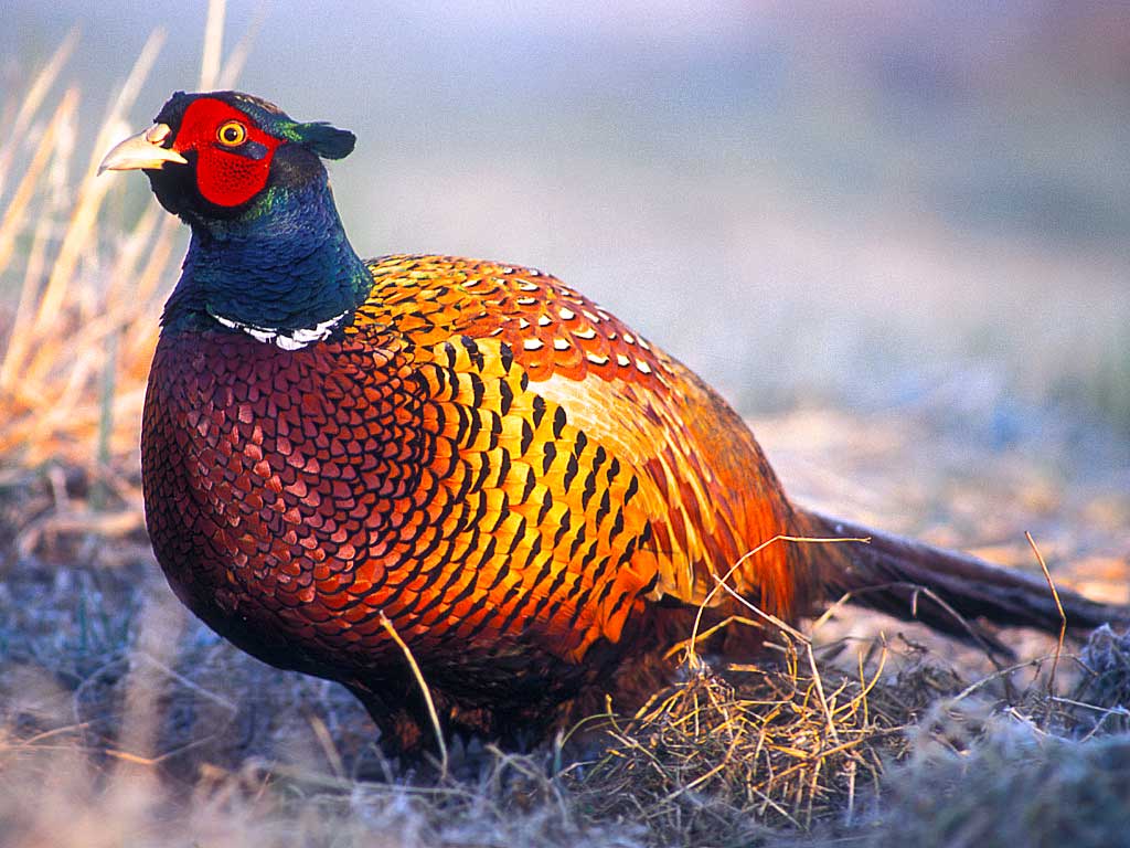 pheasant 5.jpeg.jpeg